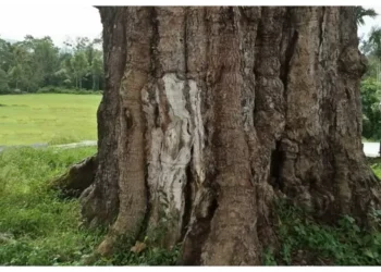 Andalas, Nama lain Pulau Sumatra & Selat Melaka, Ikon Flora Sumbar yang hampir punah