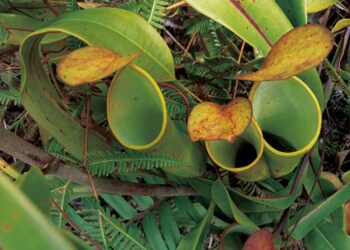  Flora Langka Desa Wisata Pagadih : Bunga Raflesia Arnoldi dan Kantong Semar yang Dilindungi