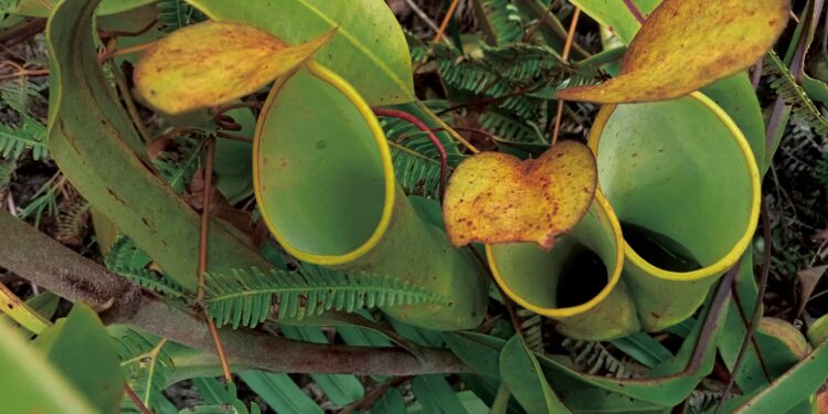 Flora Langka Desa Wisata Pagadih : Bunga Raflesia Arnoldi dan Kantong Semar yang Dilindungi