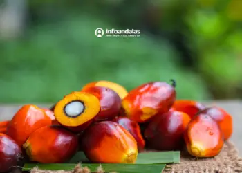 Panduan Terbaik Memilih Sekolah di Sumatra: Tips untuk Orang Tua