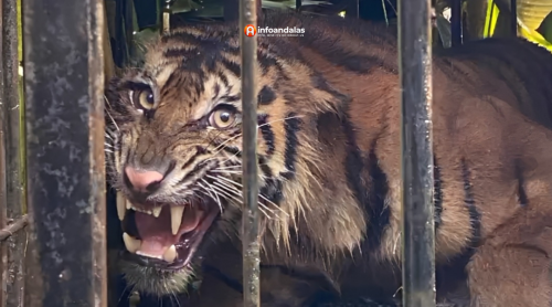 HARIMAU SUMATERA MASUK PERANGKAP DEKAT SEKOLAH DI PALUPUAH, AGAM – SUMBAR
